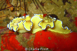 Glossodoris atromarginata taken with basic point and shoo... by Charlie Frost 